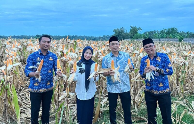 Bupati Serang Ratu Rachmatuzakiyah (kedua dari kiri) panen jagung di Kopo, Senin 17 November 2025.